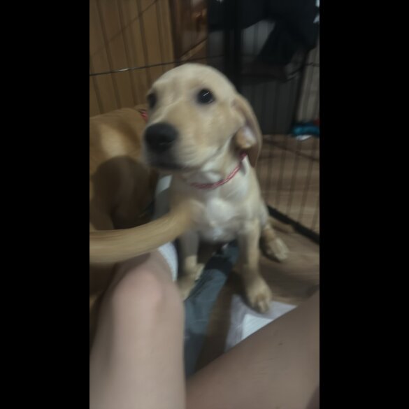 Labrador Retriever