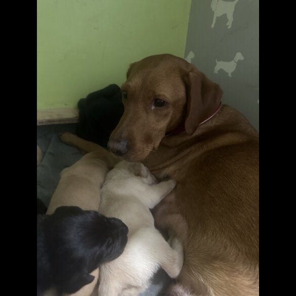 Labrador Retriever
