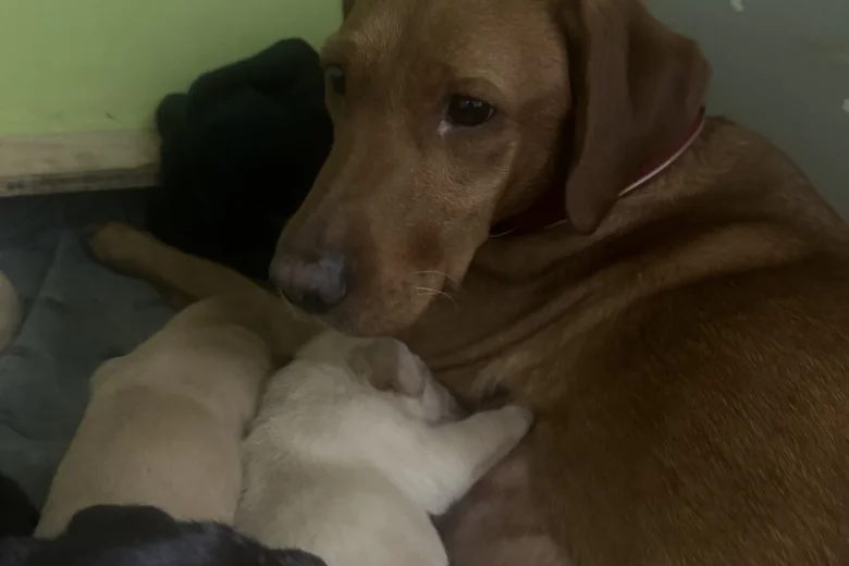 Labrador Retriever