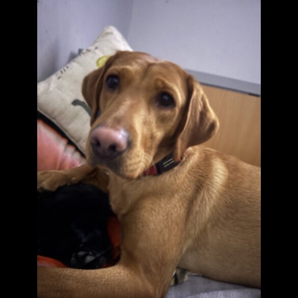 Labrador Retriever