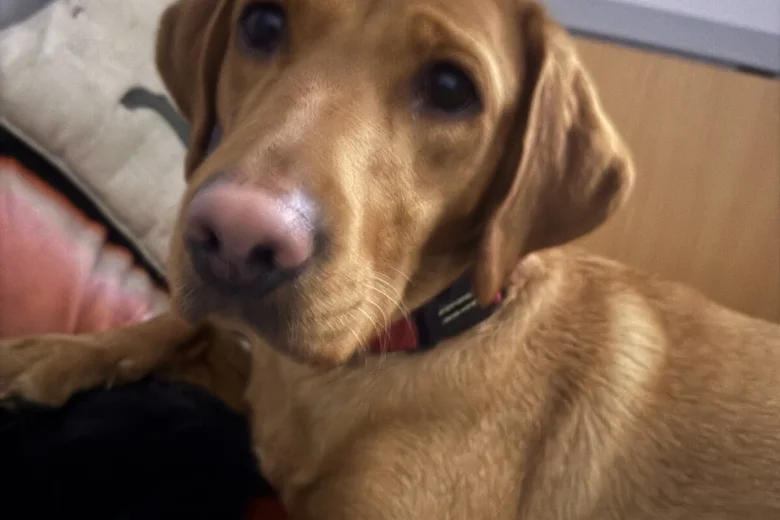 Labrador Retriever