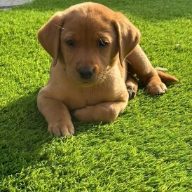 Labrador Retriever