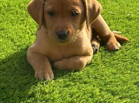 Labrador Retriever