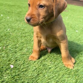 Labrador Retriever