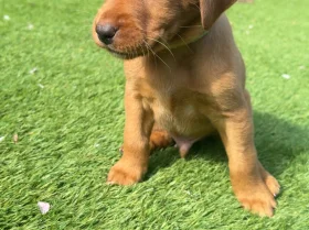 Labrador Retriever