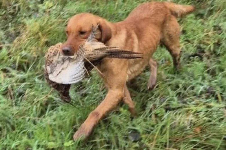 Labrador Retriever