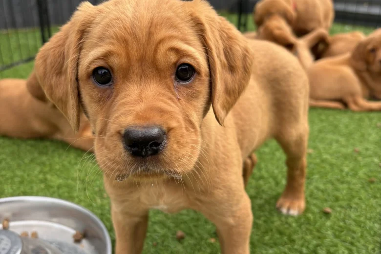 Labrador Retriever