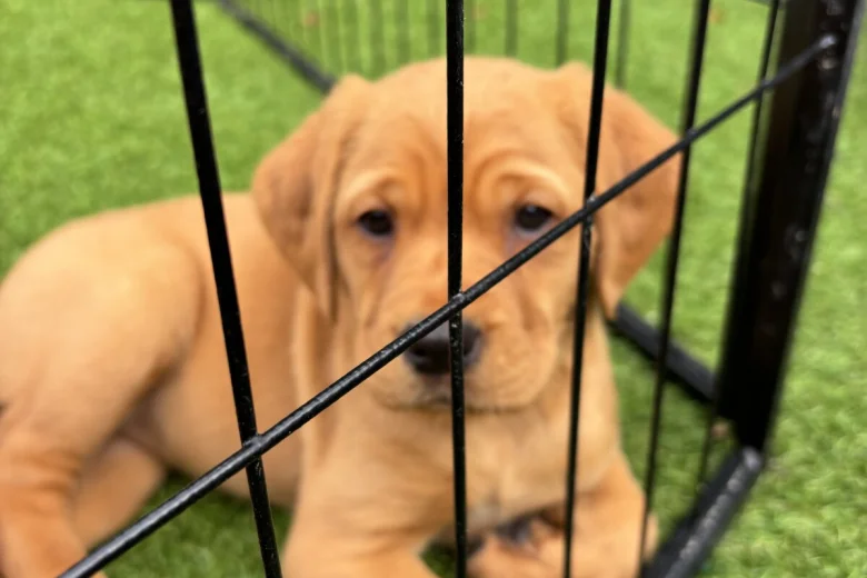 Labrador Retriever