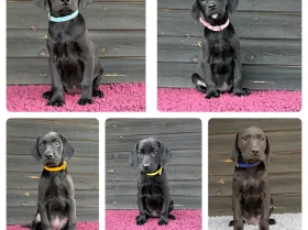 Labrador Retriever