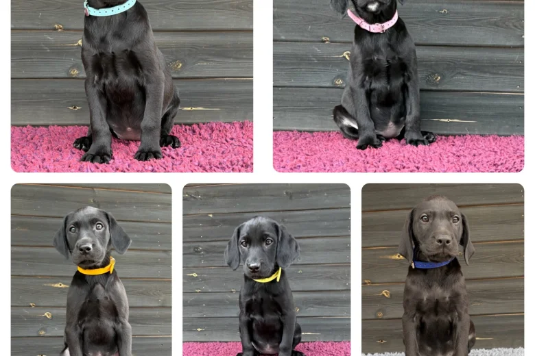 Labrador Retriever