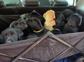 Labrador Retriever