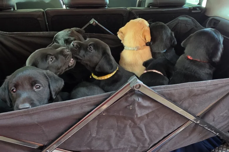 Labrador Retriever