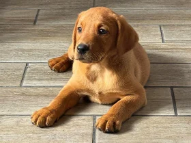 Labrador Retriever