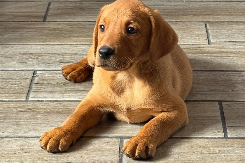 Labrador Retriever