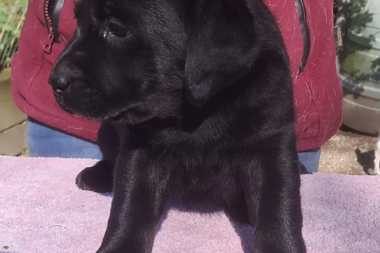Labrador Retriever