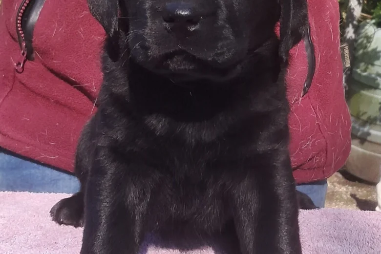 Labrador Retriever