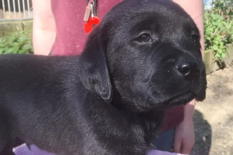 Labrador Retriever