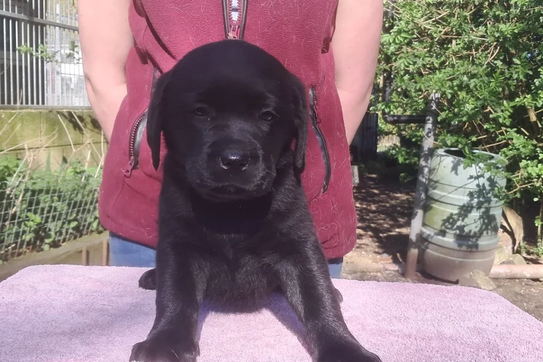 Labrador Retriever