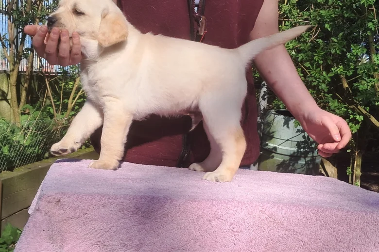 Labrador Retriever