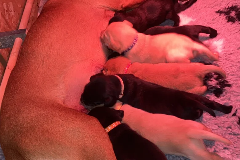Labrador Retriever