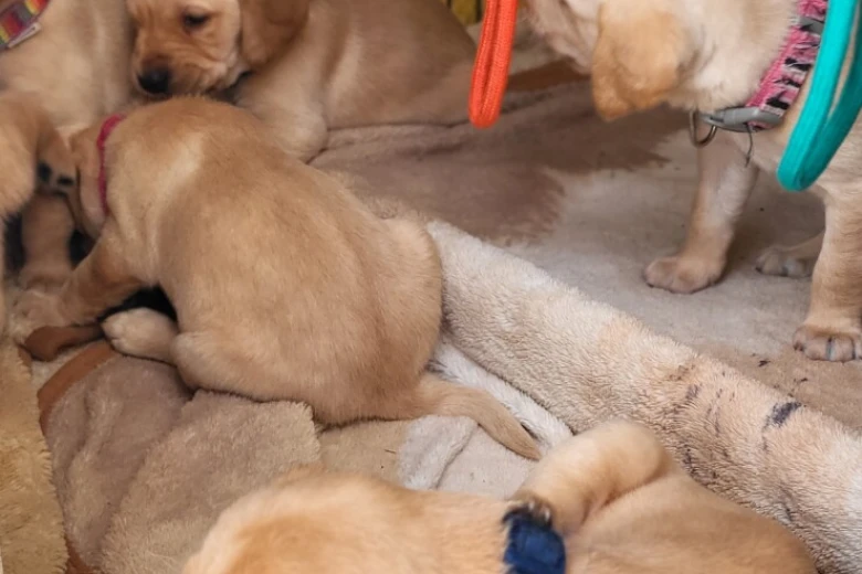 Labrador Retriever