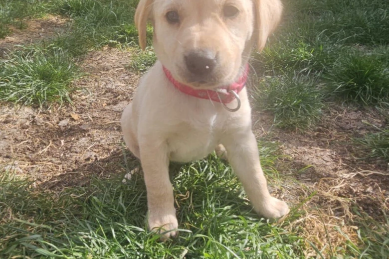 Labrador Retriever