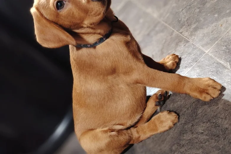 Labrador Retriever