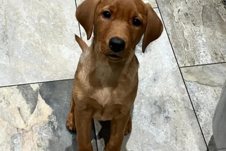 Labrador Retriever