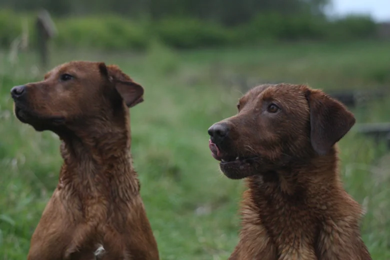 Labrador Retriever