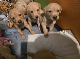 Labrador Retriever