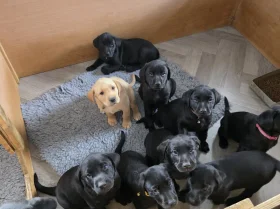 Labrador Retriever
