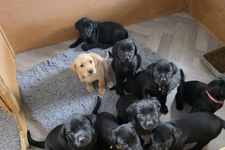 Labrador Retriever