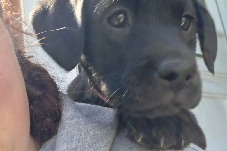 Labrador Retriever