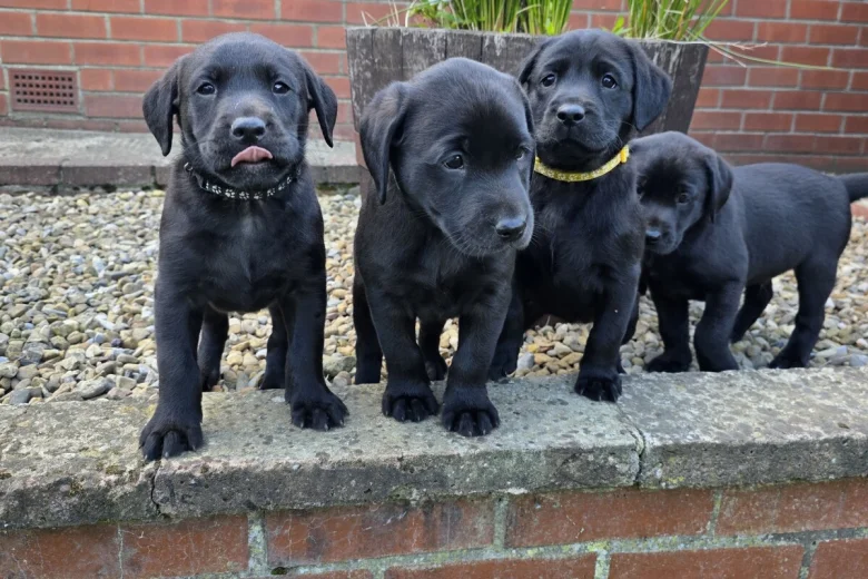 Labrador Retriever