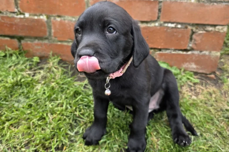 Labrador Retriever
