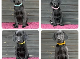 Labrador Retriever