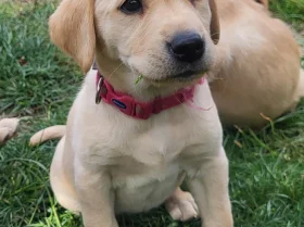 Labrador Retriever