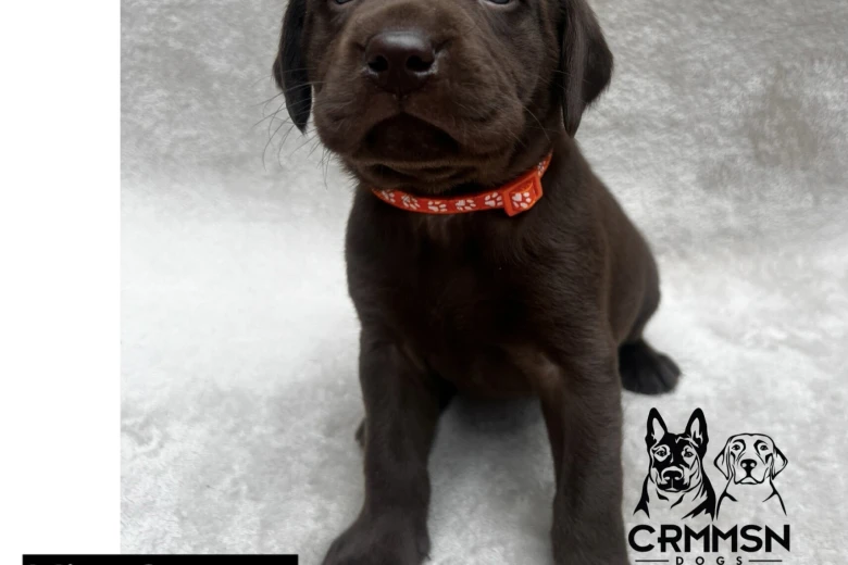Labrador Retriever
