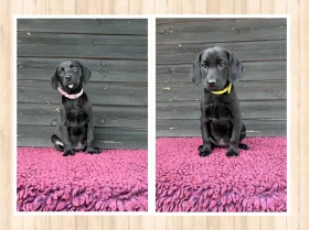 Labrador Retriever