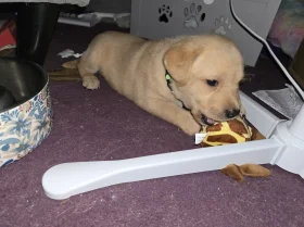 Labrador Retriever