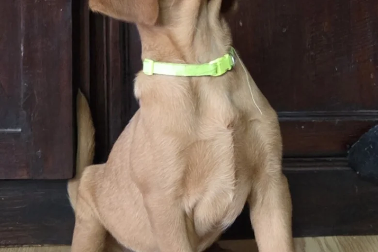 Labrador Retriever