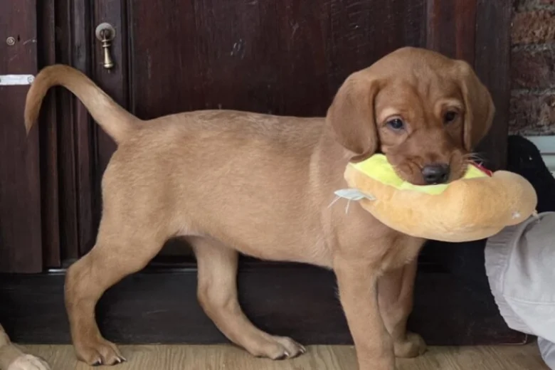 Labrador Retriever