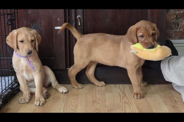 Labrador Retriever