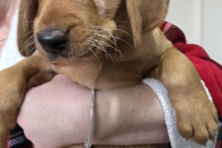 Labrador Retriever