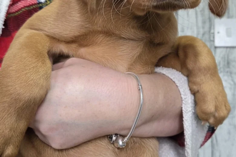 Labrador Retriever