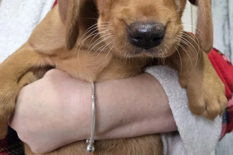 Labrador Retriever