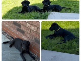 Labrador Retriever