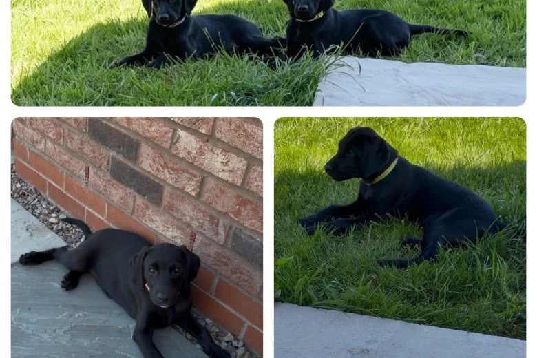 Labrador Retriever