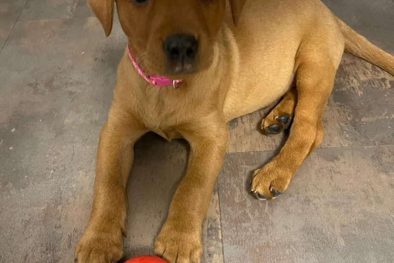 Labrador Retriever