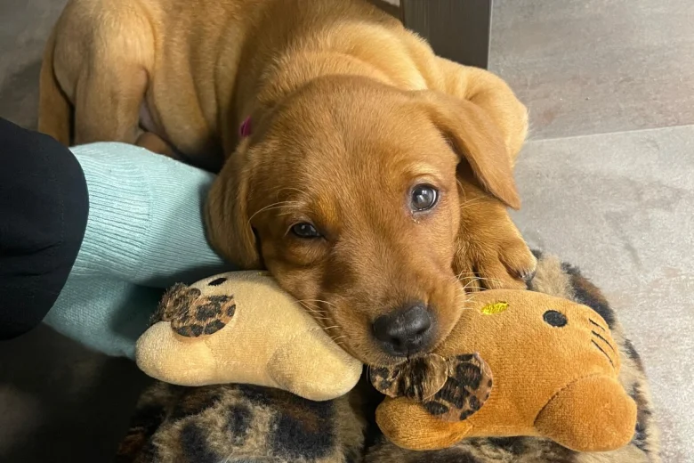 Labrador Retriever